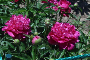 芍药花  