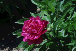 芍药花  