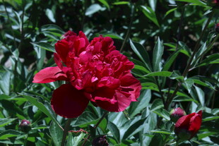 芍药花  