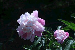 芍药花 