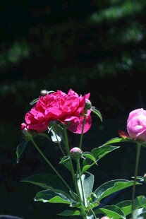 芍药花  