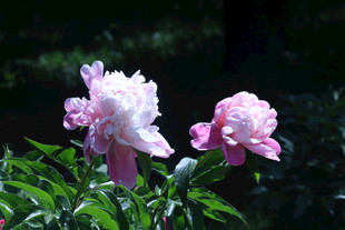 芍药花 