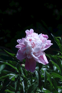芍药花 