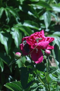 芍药花 