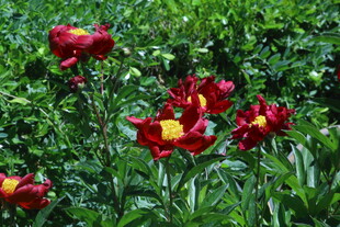 芍药花  