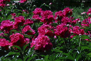 芍药花  