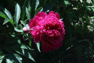 芍药花 