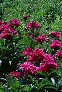 芍药花  