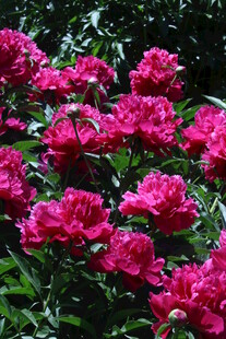芍药花 