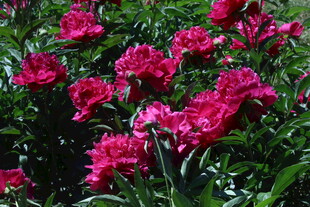 芍药花  