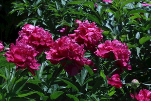 芍药花 