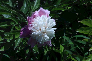 芍药花 