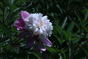 芍药花  