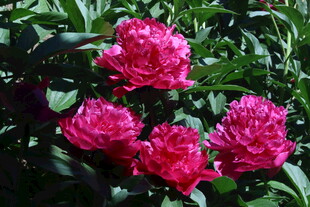 芍药花