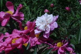 芍药花  