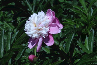 芍药花  