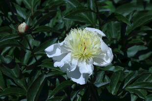 芍药花