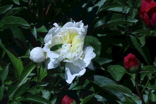 芍药花  