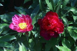 芍药花 