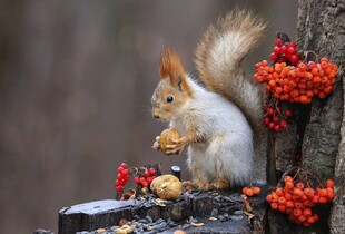 林间觅食的小松鼠