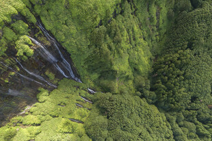 林间绿意自然风景