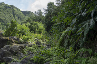 郊野山林自然风景