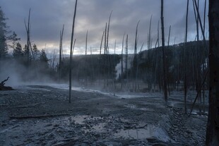 荒野晨雾枯树景观