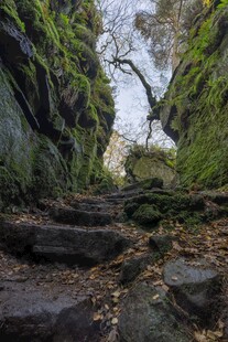 林间幽静步道风光
