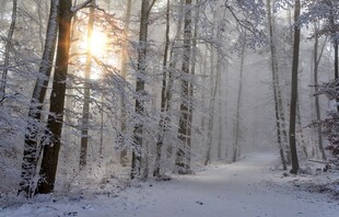 冬日雪林晨光