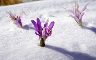 雪地绽放的紫色小花
