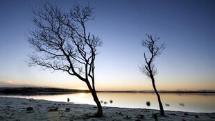 水岸斜树晨昏美景