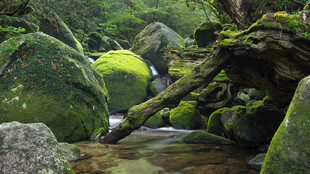 山涧青苔溪流景观