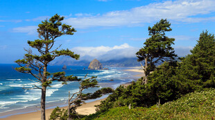 海岸松林海景风光