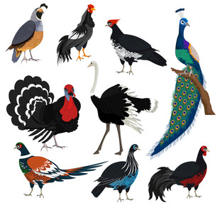多种雉科鸟类插画合集