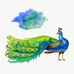 水彩手绘孔雀插画