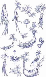 手绘人参线描图案