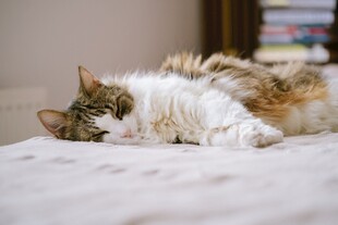 床上休憩的可爱猫咪
