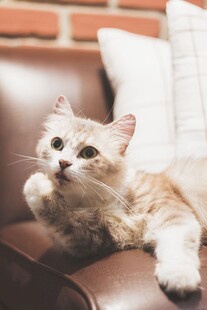 沙发上的可爱小猫咪