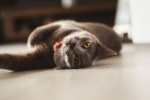 猫咪