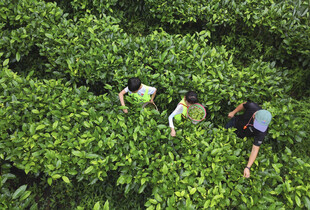 茶园采茶劳作场景