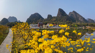 英德九龙春日郊野花海山景
