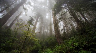 迷雾森林光影美景
