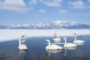 雪山下湖面的天鹅群