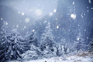 冬日林间飘雪美景