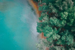 湖畔翠树自然风景