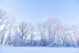 冬日雪原树林风光