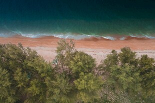 林间远眺海岸风光