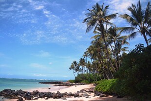 热带椰林海滩风光