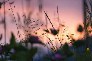 夕照朦胧草野风光