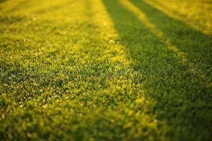 郊野草地光影虚化